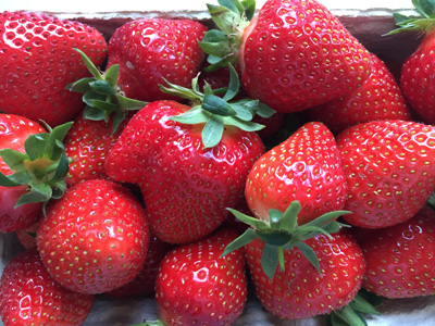 Frische Erdbeeren