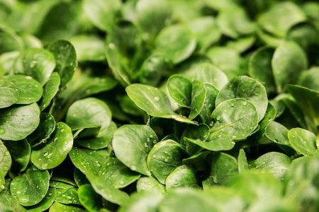 Frischer Feldsalat