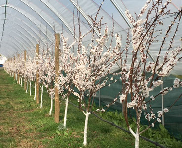 Aprikosenbäume in der Blüte