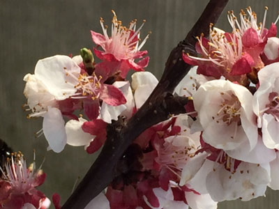 Aprikosenblüte