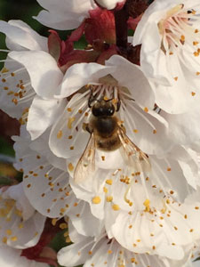 Blüte