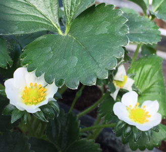 Erdbeerblüten